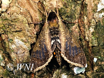 Hannibal Sphinx (Manduca hannibal)
